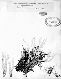 Cladonia gracilis var. elongata image